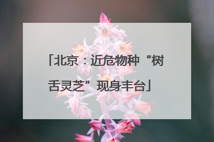 北京：近危物种“树舌灵芝”现身丰台